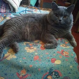 ������, ������, 66 ���