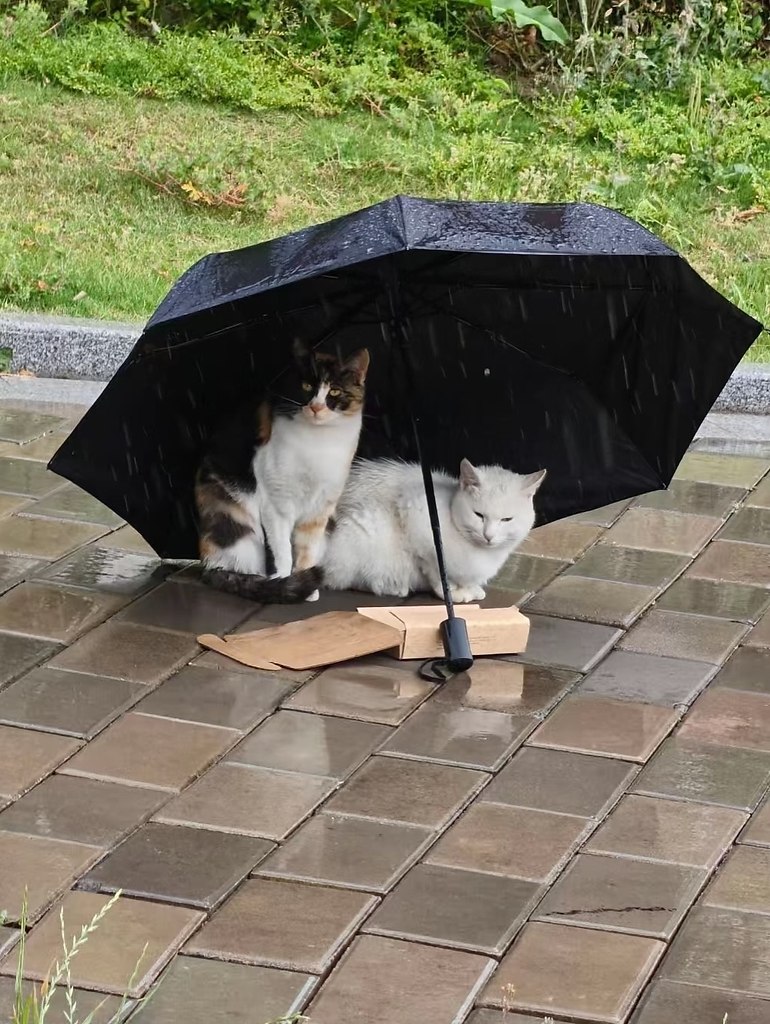 -    ,     -     .    - 5