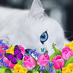 �����, ������, 52 ����