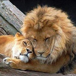 ����, �������, 50 ���