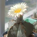 ���� �������, �����, 62 ���� - ��������� 9 ��� 2024 � ������ ���� �����