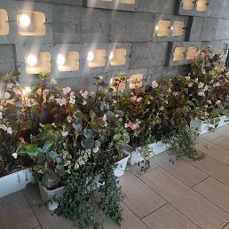 ����, ������, 39 ���