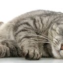 ���� �����, ������, 44 ���� - ��������� 5 ��� 2025 � ������ ���� ����������