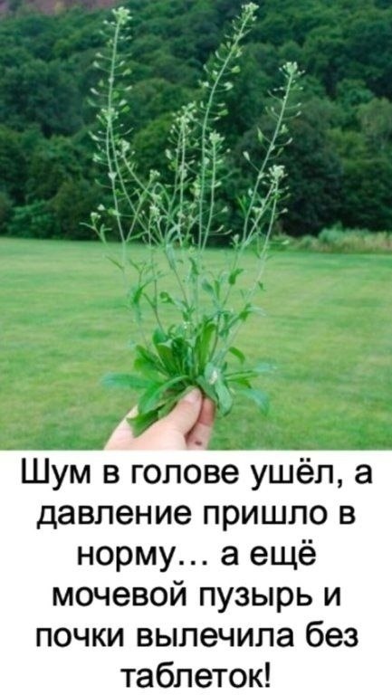 Можно очистить сосуды и вернуть им гибкость без аптечных средств! И в этом отлично помогает пастушья ...