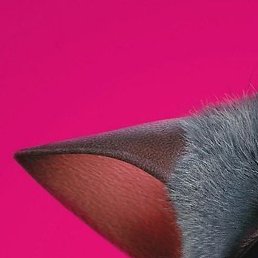 ������, �����, 40 ���