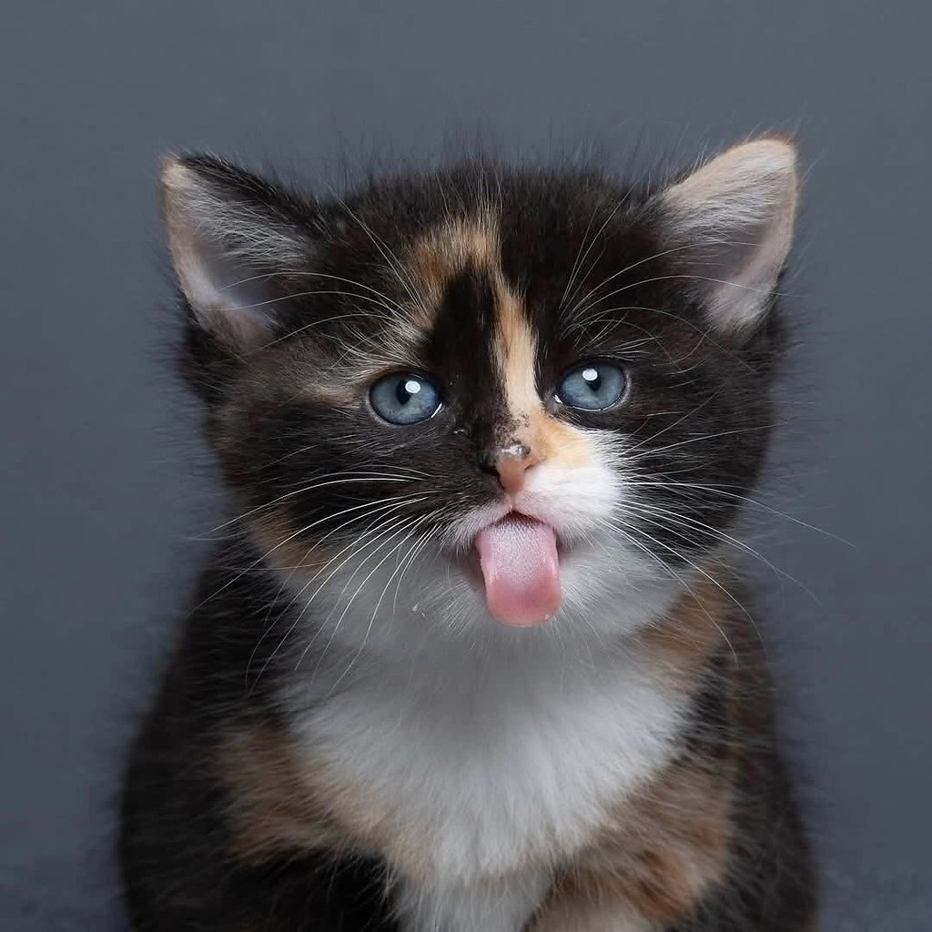 Звучит как фантастика, но это факт: Нильс — профессиональный катограф. Не фотограф, а именно ... - 10