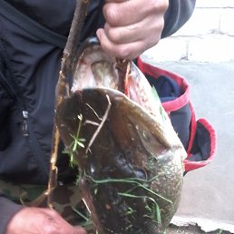 ���� ����, �����������, 40 ��� - ��������� 1 ������ 2024