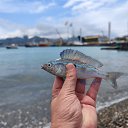 ���� ��������, �����-���������, 55 ��� - ��������� 6 ���� 2025 � ������ ���� ����������