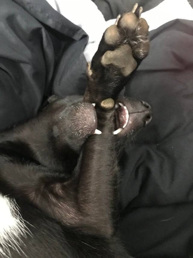 ������, ������ ������� ��������