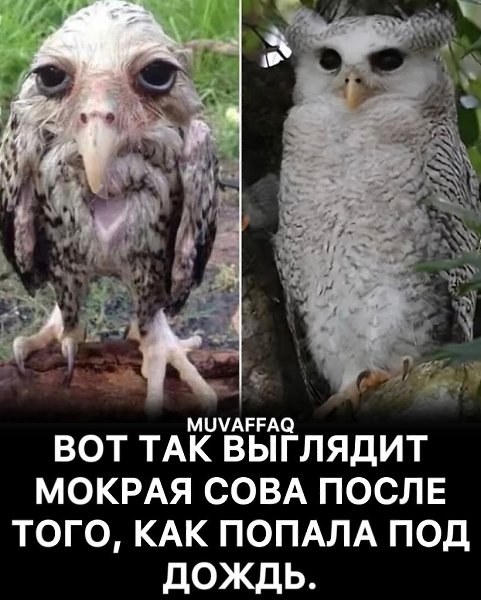:) Совы стараются избегать дождя, ведь их перья не водоотталкивающие, как у уток. Мягкое оперение ...