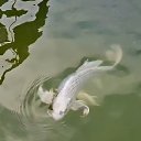 ���� ������, �����-���������, 56 ��� - ��������� 17 �������� 2025 � ������ ���� ����������