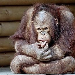 ����, ���������, 64 ����