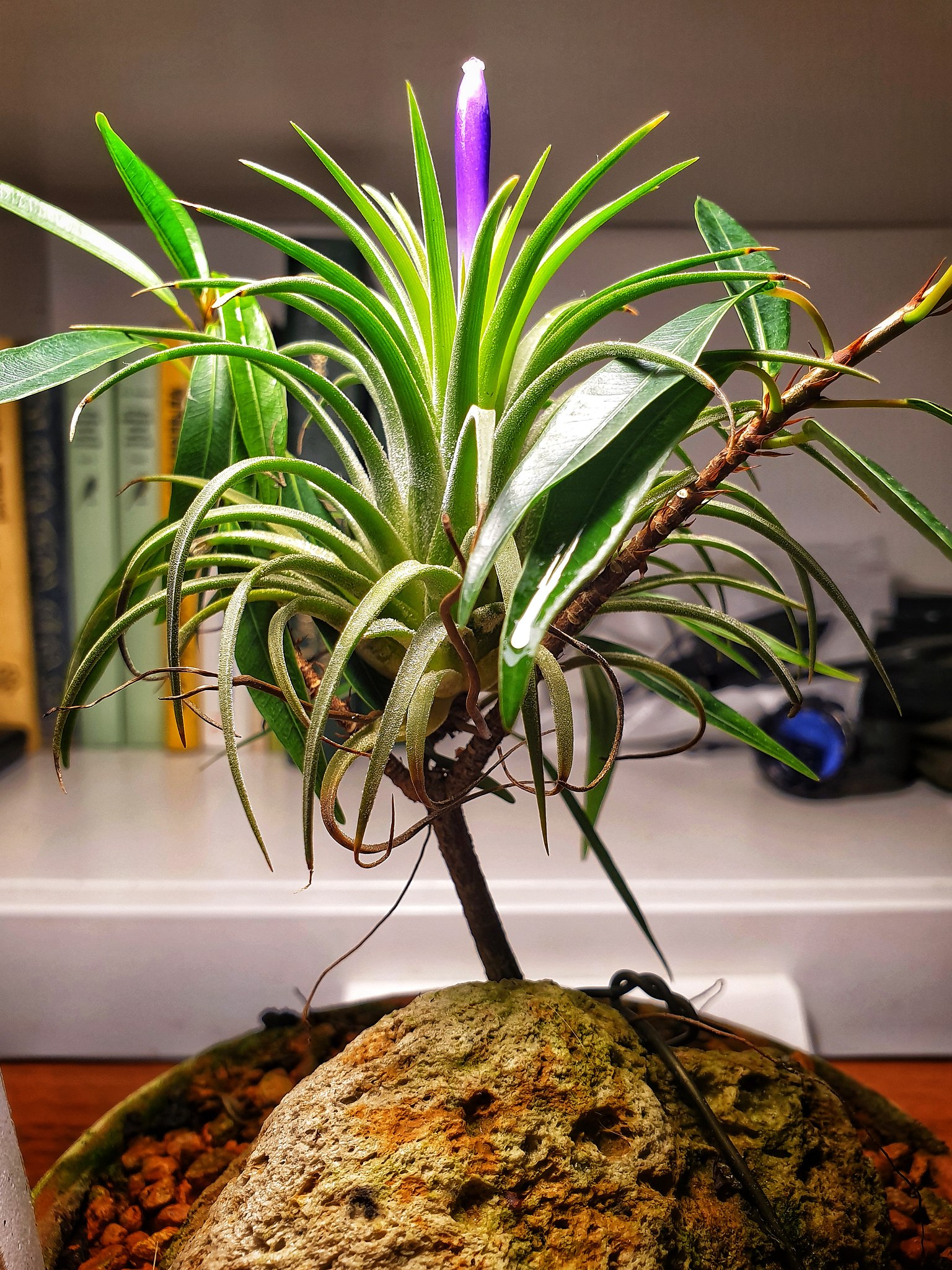    .    (Tillandsia ionantha)