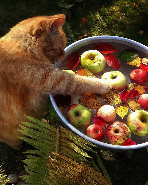 Август, лето, мотылек, Как цветок. Поле в бисере, роса, Небеса. Речка синим рукавом За бугром, Ширь, ...