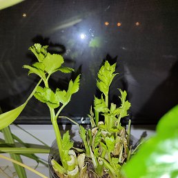 ���� �����, �����-���������, 62 ���� - ��������� 19 ������� 2023