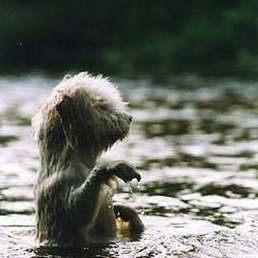 Flop, ���������, 52 ����