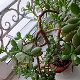 ���� ����, ������, 70 ��� - ��������� 22 ������� 2025