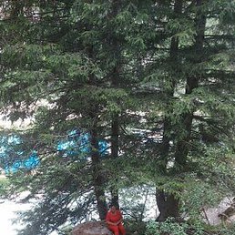 �����, �������, 66 ���