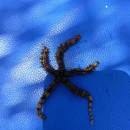 ������� ������