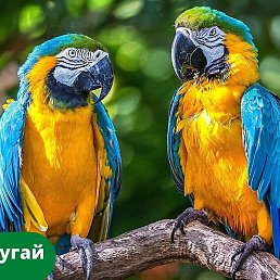 ���, ������, 40 ���