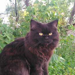 �������, �������