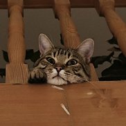 ˸��, 31 ���, ������