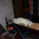 ���� ����, ������, 41 ��� - ��������� 16 ��� 2025 � ������ ���� ����������