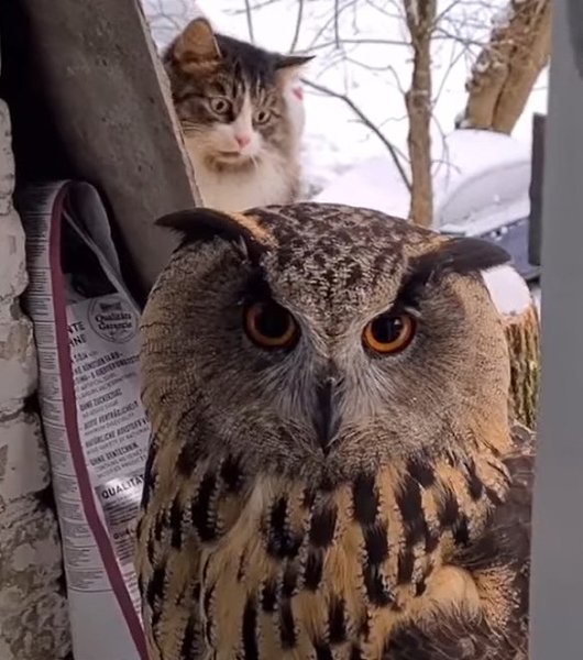 А я думала сова.... - 2