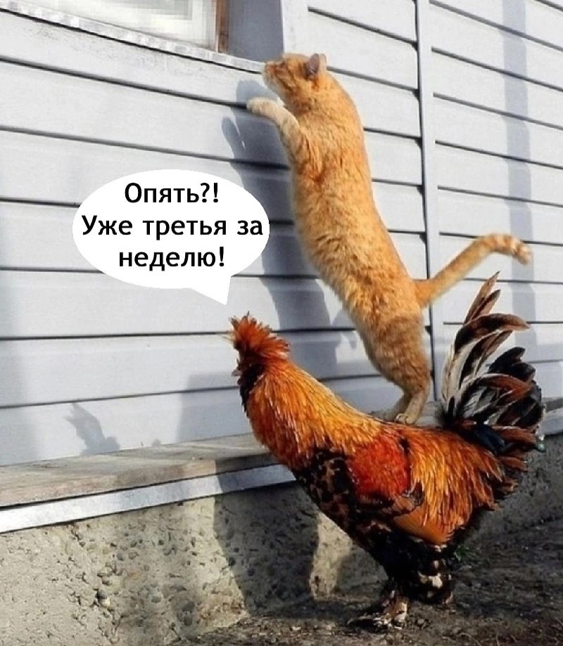 Мужик опять без жены остался - 4
