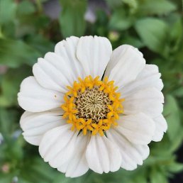 ��������, �������, 64 ����