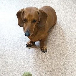 Elena, ������, 54 ����