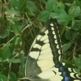 ����, ������, 51 ���