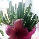 ���� �������, �����������, 63 ���� - ��������� 12 ������� 2023