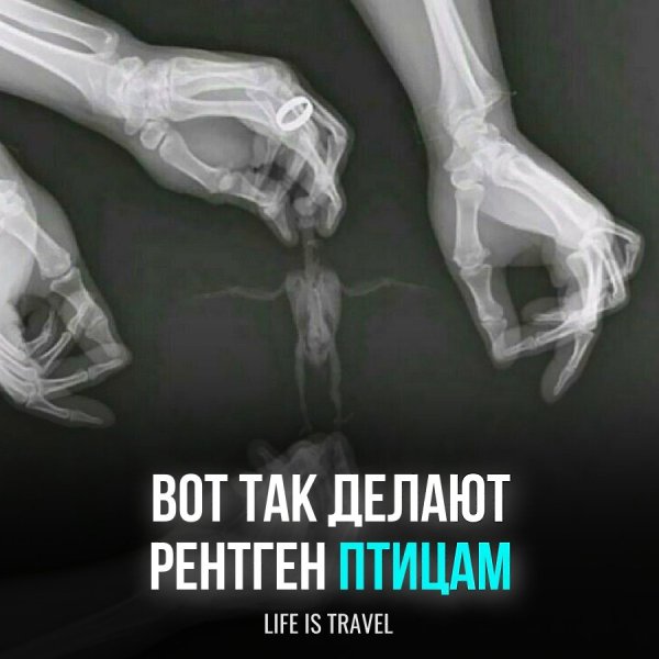 Сколько человек нужно, чтобы держать такую маленькую птичку. Еще часто практикуют привязывание ...