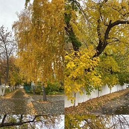 ����, ��������, 41 ���