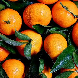 �����, ����������, 59 ���