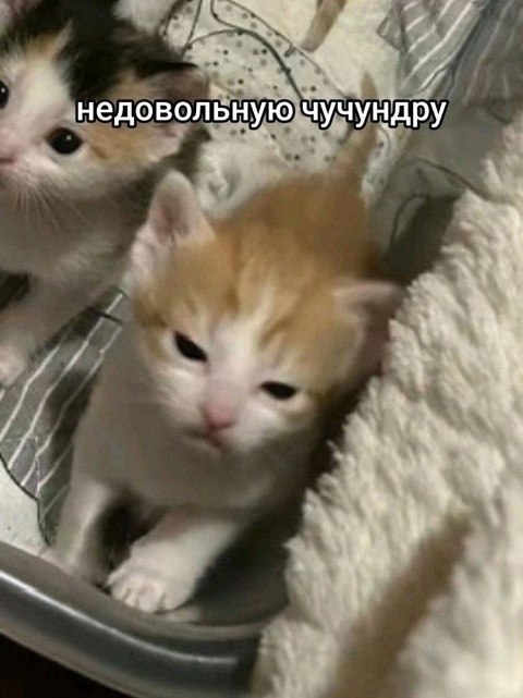 �������. - 24 ������� 2026 � 18:52 - 2