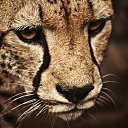 ���� Alexander, ������, 62 ���� - ��������� 17 ������ 2026 � ������ ���� ����������