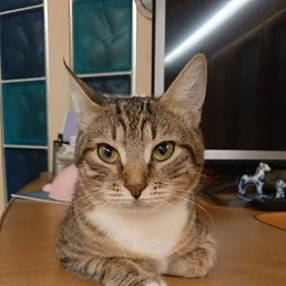 ���� ����, ������, 35 ��� - ��������� 27 ����� 2026