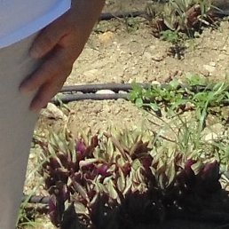 Mila, ��������, 47 ���