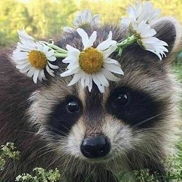 Oksana, ������, 49 ���