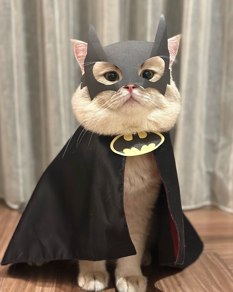 Bat Cat