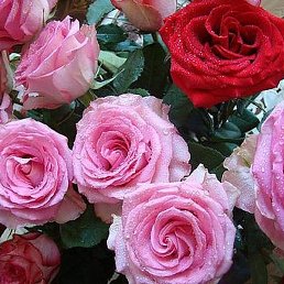 Redfloyd, ����, 23 ����