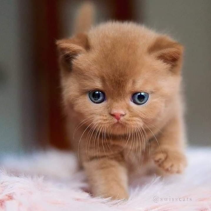       .    - 4