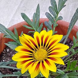 ���� ������, ��������, 53 ���� - ��������� 4 ������� 2025