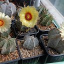 ���� �������, �����, 62 ���� - ��������� 13 ������ 2024 � ������ ���� �����