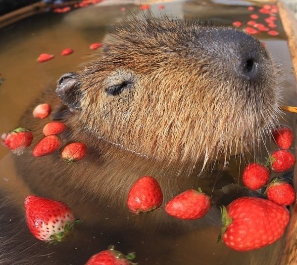  :   ,        ... - 4