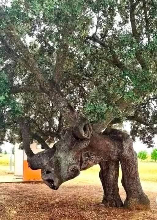 Вся тяжесть прожитых лет упала на плечи этого оливкового дерева. Но оно не сдаётся!.