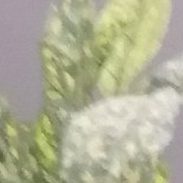 ��������, ������������, 55 ���