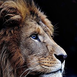 ����������, ���������, 21 ���